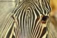 /album/zoo-ulovky/zebra-zoo-jpg/